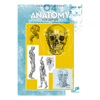 Bok Anatomi For Artist     N.4